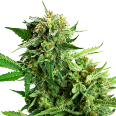 Sensi Research Cannabis Seeds Blackberry Cake