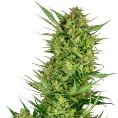 Sensi Research Cannabis Seeds Buttercream Gelato