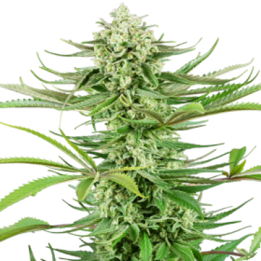 Sensi Research Cannabis Seeds Cashew Kush