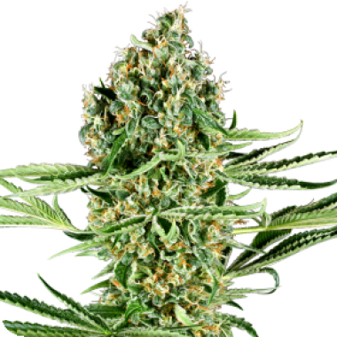 Sensi Research Cannabis Seeds Critical Runtz