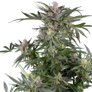Sensi Research Cannabis Seeds Dosimosa