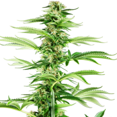 Sensi Research Cannabis Seeds Honey Melon Haze