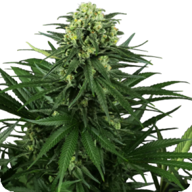 Sensi Research Cannabis Seeds Honey Melon Kush