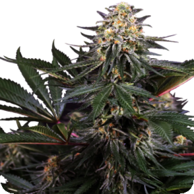 Sensi Research Cannabis Seeds Lockdown Kush