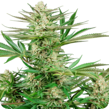 Sensi Research Cannabis Seeds Malibu Og Gold