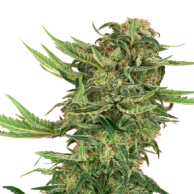 Sensi Research Cannabis Seeds N13 Kush