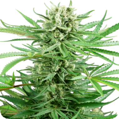 Sensi Research Cannabis Seeds Papi Chulo Og