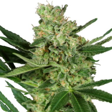 Sensi Research Cannabis Seeds Pumpkin Spice
