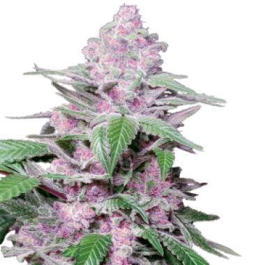 Sensi Research Cannabis Seeds Purple Cookie Kush