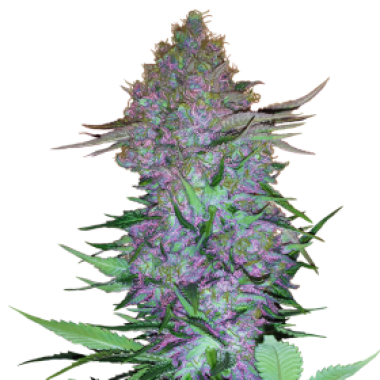 Sensi  Research  Cannabis  Seeds  Purple  Skunk  Auto