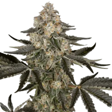 Sensi Research Cannabis Seeds Sauvignon Blanc Auto