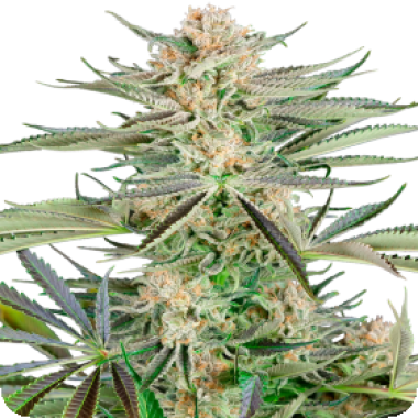 Sensi Research Cannabis Seeds Screwdriver Og