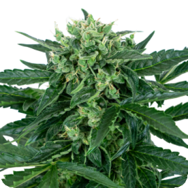 Sensi  Research  Cannabis  Seeds  Sensi  Amnesia  Auto