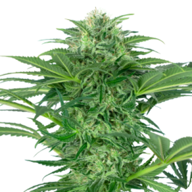 Sensi Research Cannabis Seeds Skunk Dream Cbd