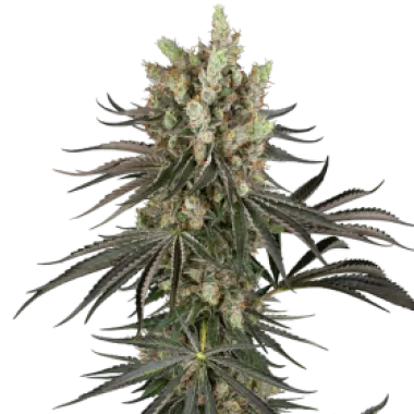Sensi Research Cannabis Seeds Slam Dank