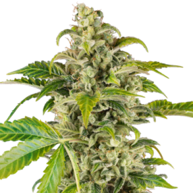 Sensi Research Cannabis Seeds Sweet Sour Cream Auto