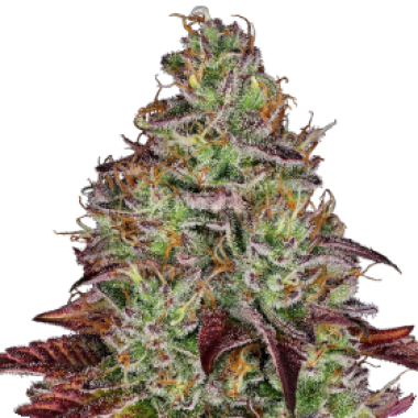 Sensi Research Cannabis Seeds Tezla Og