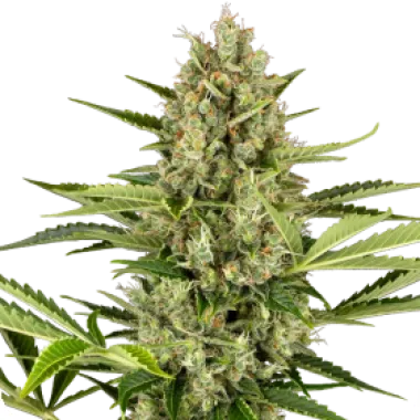 Sensi  Seed  Bank  Cannabis  Seeds  Jack  Herer  Auto