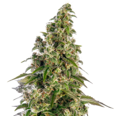 Sensi Cannabis Seeds Afghani 1 Automatic