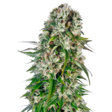 Sensi  Cannabis  Seeds  Big  Bud  Automatic