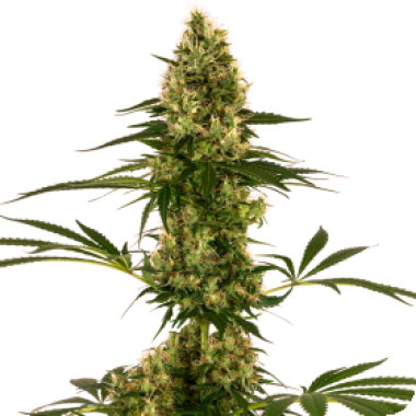 Sensi  Cannabis  Seeds  Blue  Bullet  Auto