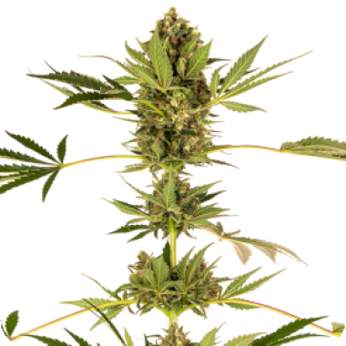 Sensi Cannabis Seeds Himalayan Cbd