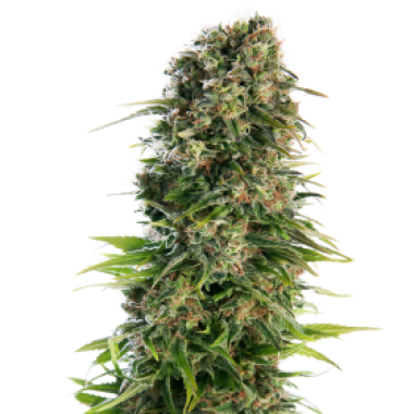 Sensi  Cannabis  Seeds  Hindu  Kush  Auto