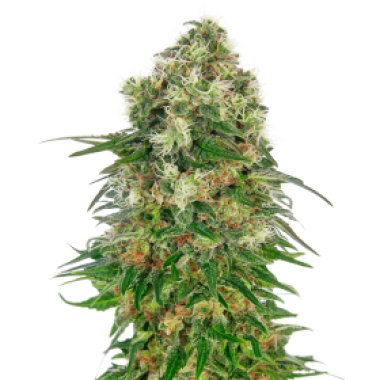 Sensi  Cannabis  Seeds  Shiva  Skunk  Automatic
