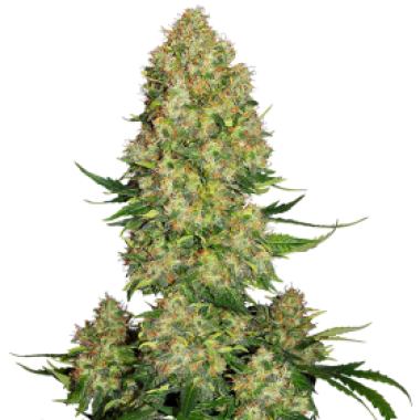 Sensi  Cannabis  Seeds  Skunk 1  Auto