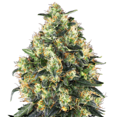 Sensi  Cannabis  Seeds  Super  Skunk  Automatic