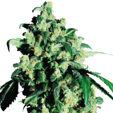 Sensi Cannabis Seeds Super Skunk