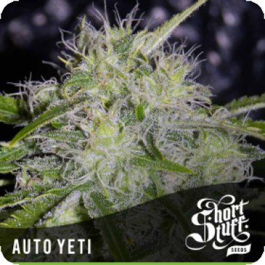 Short Stuff Cannabis Seeds Auto Yeti