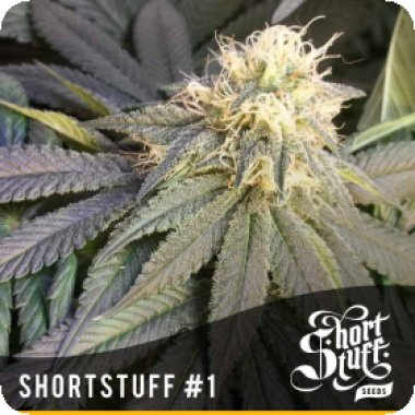 Short Stuff Cannabis Seeds Short Stuff 1