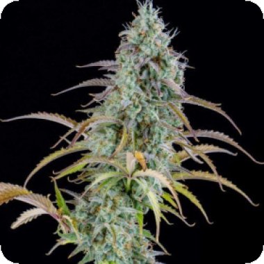 Spliff Cannabis Seeds Ak Automatic