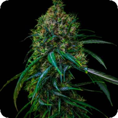 Spliff Cannabis Seeds Blue Dream