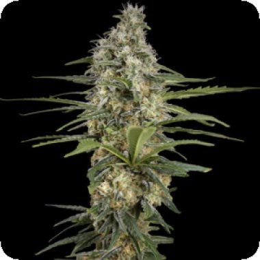 Spliff Cannabis Seeds Mint Runtz Auto