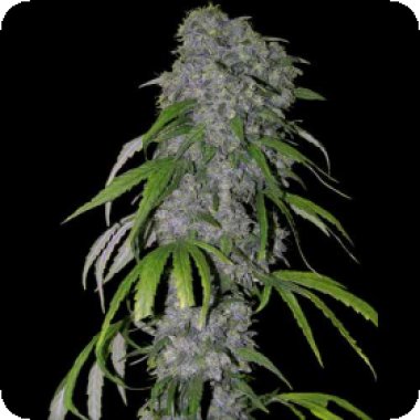 Spliff Cannabis Seeds Nevilles Haze Auto