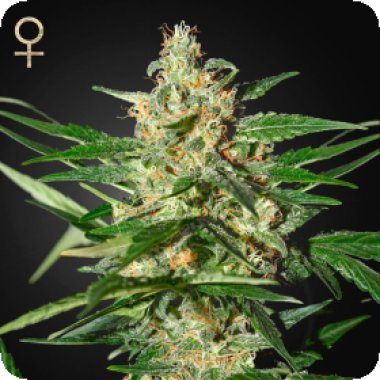 Strain  Hunters  Cannabis  Seeds  Damnesia  Auto