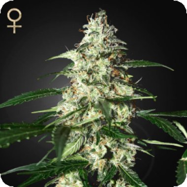 Strain  Hunters  Cannabis  Seeds  Skunk  Auto