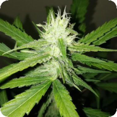Sumo  Cannabis  Seeds  Amnesia  Ganja  Haze  Auto