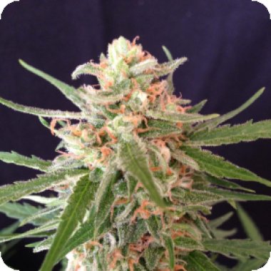 Sumo  Cannabis  Seeds  Impala 64  Haze  Auto