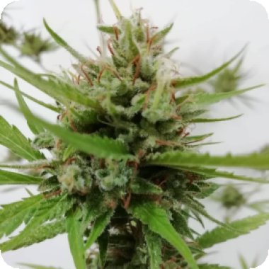 Sumo Cannabis Seeds West Coast Bubbles Auto