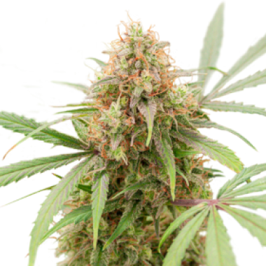 Super Sativa Seed Club Cannabis Seeds Auto Ak Triple Haze