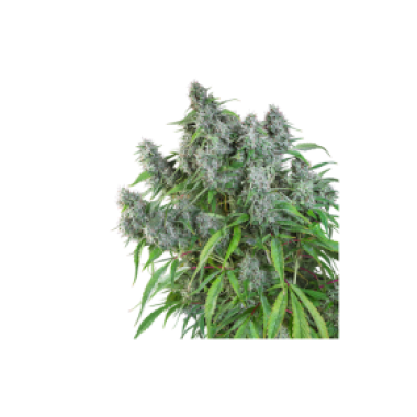 Super Sativa Seed Club Cannabis Seeds Frosty Friday
