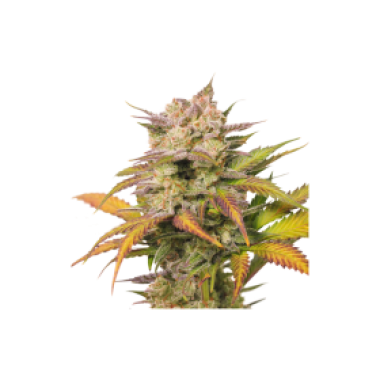 Super Sativa Seed Club Cannabis Seeds Sweet Bourbon Auto Kush