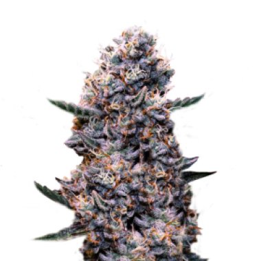 Super Strains Cannabis Seeds Do Si Dos Auto