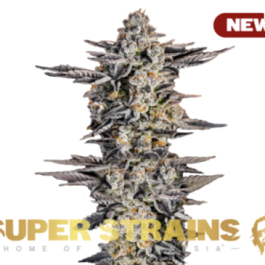 Super Strains Cannabis Seeds Gelato 33