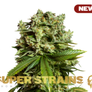 Super Strains Cannabis Seeds Gg4 Gorilla Glue