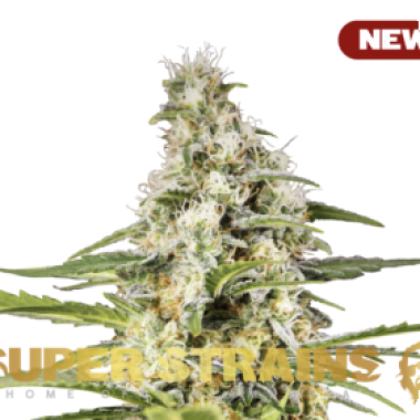 Super Strains Cannabis Seeds Girl Scout Cookies