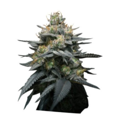 Super Strains Cannabis Seeds Kush Mint Auto